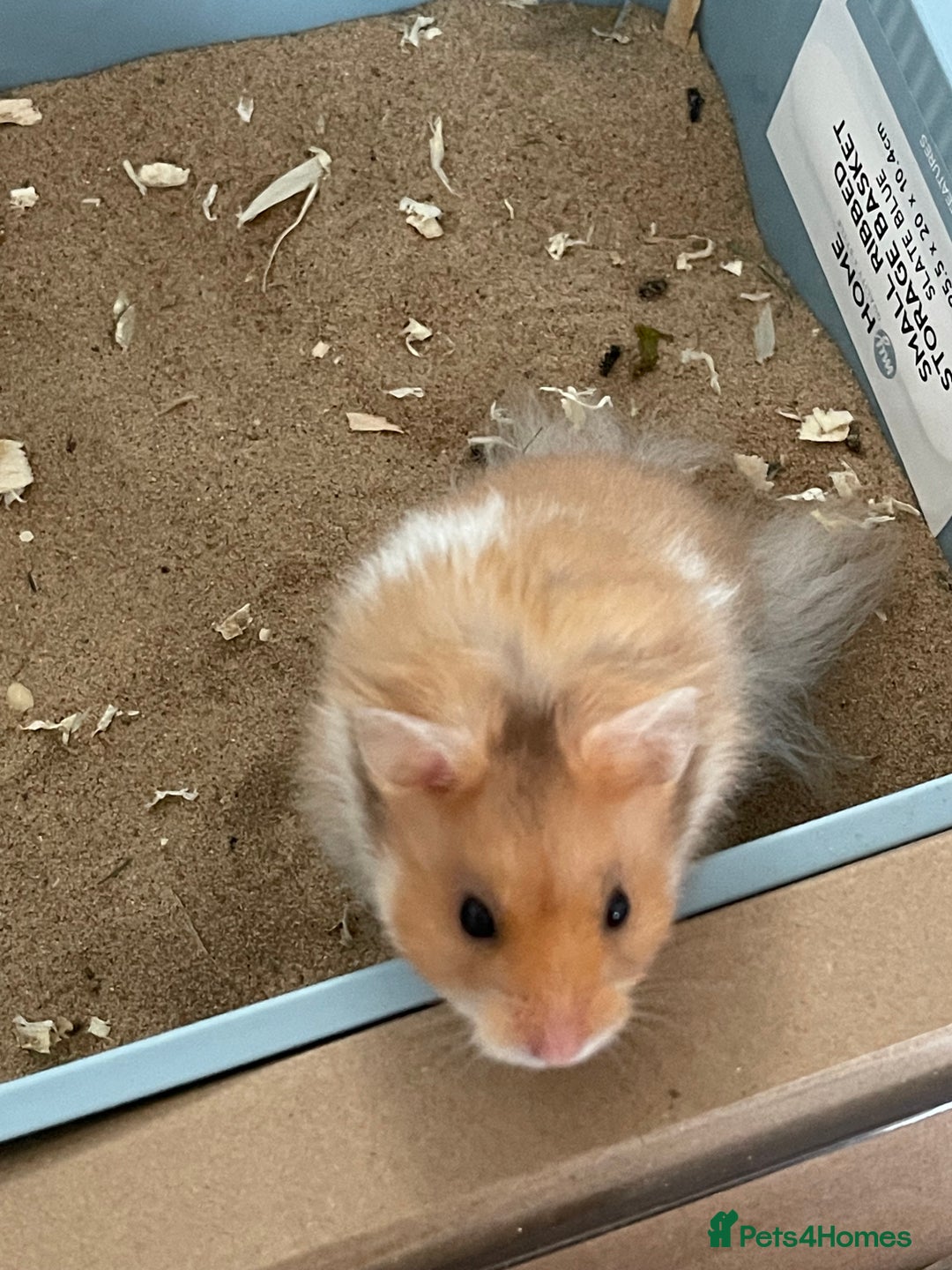 Hamster rodents for sale: *RESERVED* Baby boy Hamster 7 weeks old  - Image 7