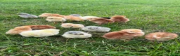Chickens poultry for sale: 17x PURE BREED Day Old chicks for sale! - Advert 4