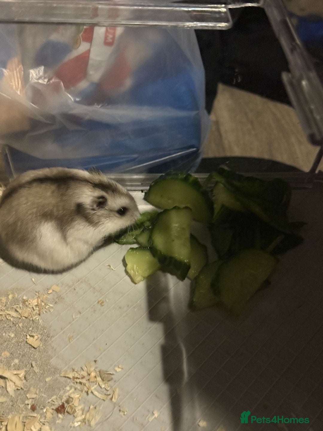 Hamster rodents for sale: Hamster for sale  - Image 3