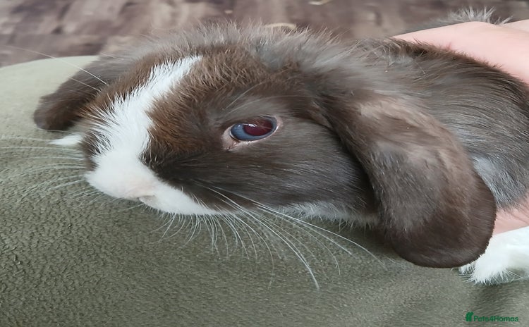 Mini Lop rabbits - Advert 2