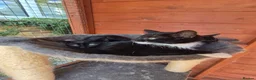 Domestic Shorthair cats for sale: Kittens looking for forever home - Advert 15