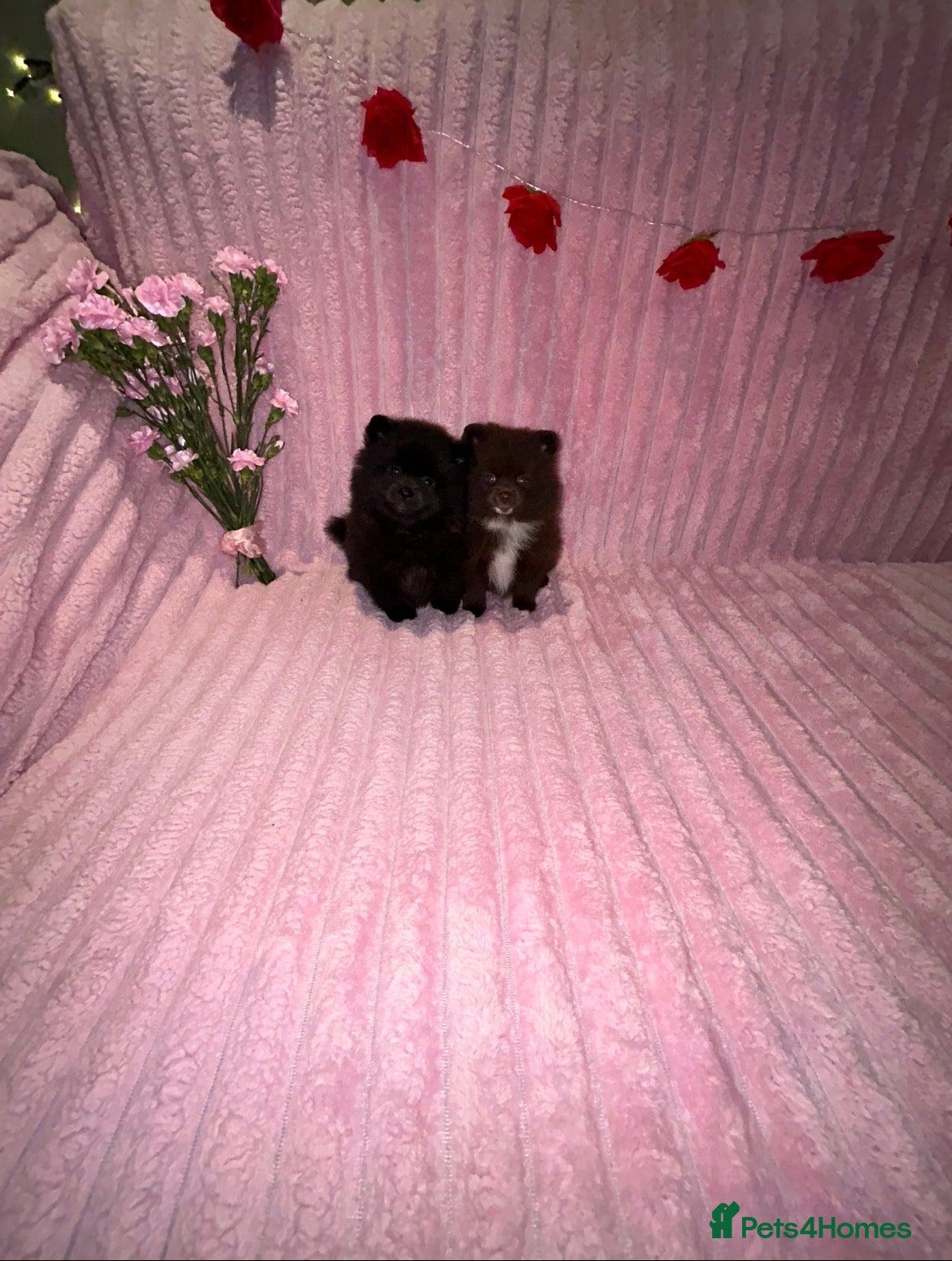 Pomeranian dogs Beautiful Pomeranian Puppies 🐶 Girls 🩷 - Advert 4