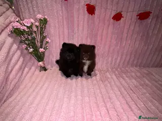 Pomeranian dogs Beautiful Pomeranian Puppies 🐶 Girls 🩷 - Advert 1