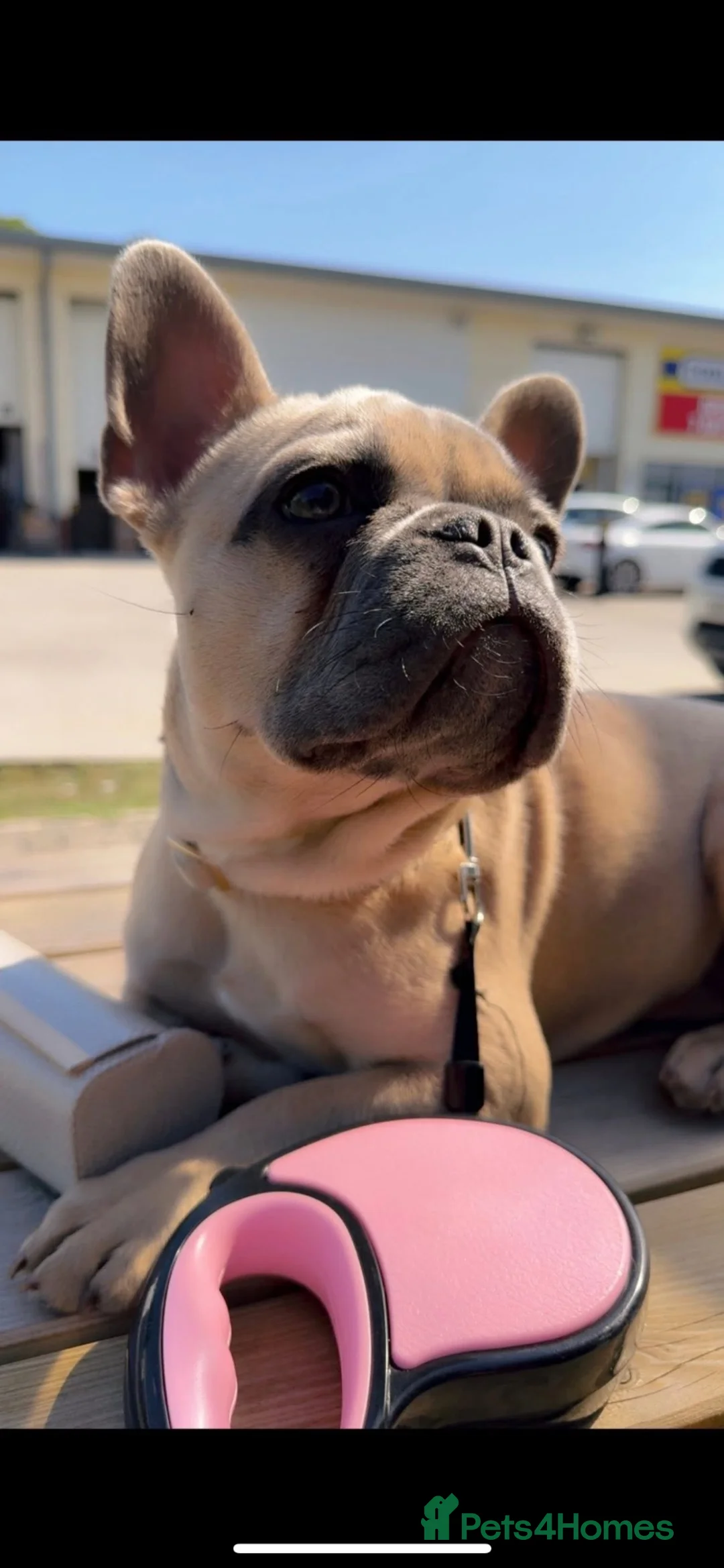 French Bulldog dogs for sale: French bulldog  - Advert 2