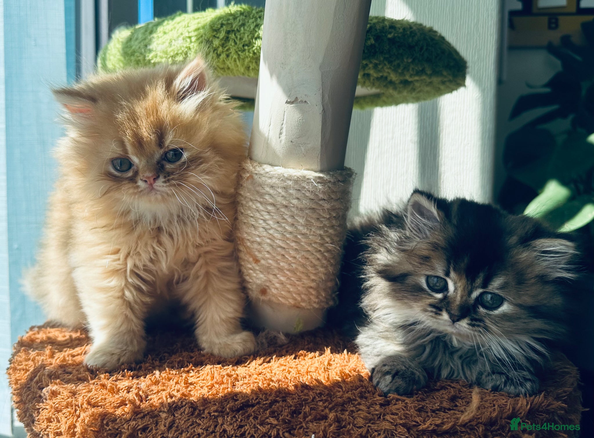 Persian cats Persian kittens - Advert 1