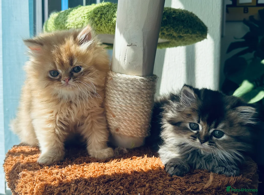 Persian cats for sale: Persian kittens - Advert 1