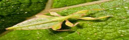 Stick Insects invertebrates for sale: Phyllium letiranti nymphs (leaf / stick insects) - Advert 7
