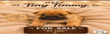 Shar Pei Puppy 1