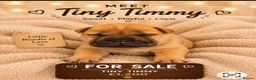 Shar Pei dogs for sale: Shar pei bear coat puppy’s  - Advert 6