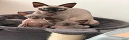 Sphynx cats for sale: 2 girl sphinx kittens - Advert 1