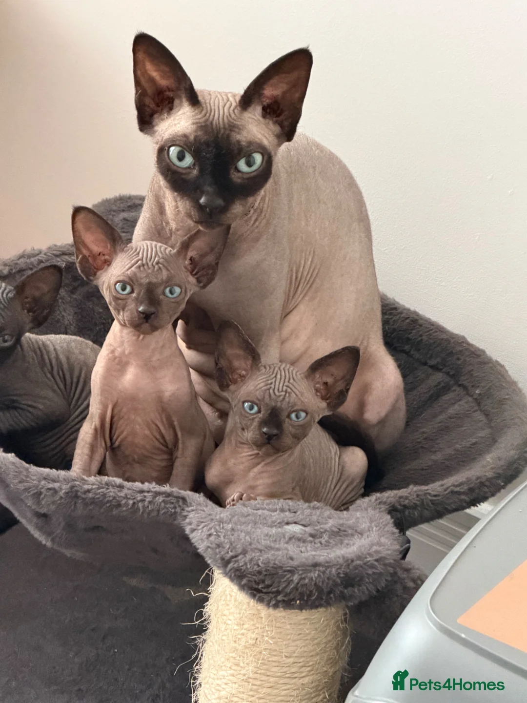 Sphynx cats for sale: 2 girl sphinx kittens - Advert 1