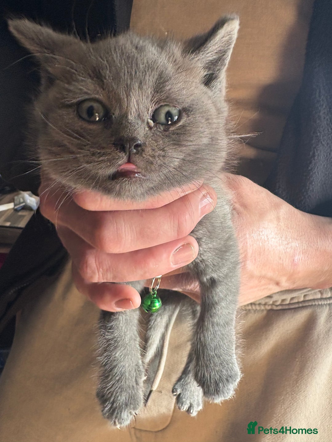 British Shorthair cats for sale: British Shorthair kittens  - Advert 1