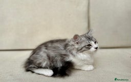 Siberian cats for sale: TICA Siberian Kittens Hypoallergenic Family Raised - Image 13