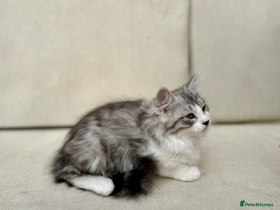 Siberian cats for sale: TICA Siberian Kittens Hypoallergenic Family Raised - Image 13