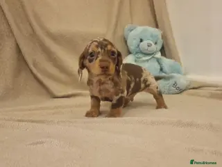 Miniature Dachshund dogs NICE PUPPPIES MINI DACHSHUND - Advert 3