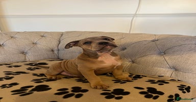 Olde English Bulldogge dogs - Advert 6