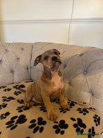 Olde English Bulldogge dogs - Advert 6
