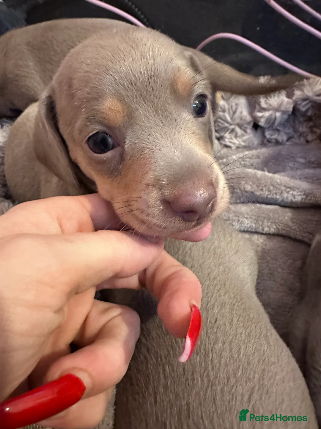 Miniature Dachshund dogs for sale: Kc smooth haired miniature dachshunds - Advert 17