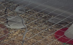 Quail poultry for sale: Chinese painted quail  - Image 1