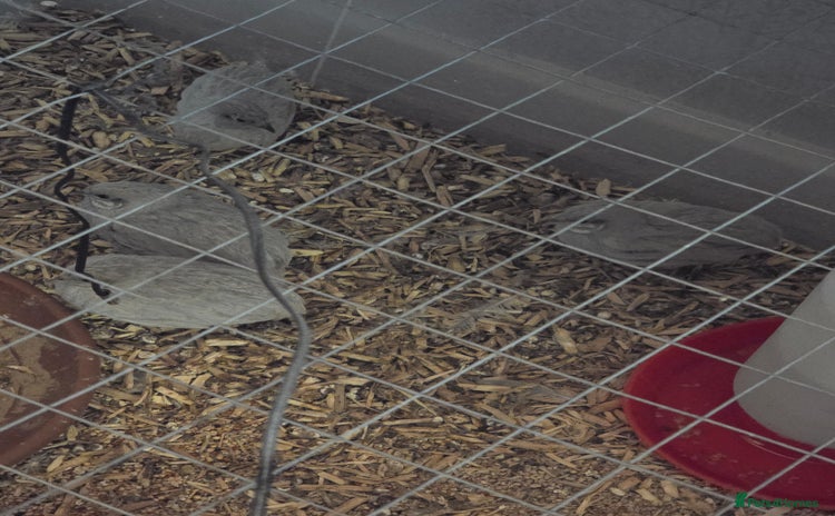 Quail poultry - Advert 1