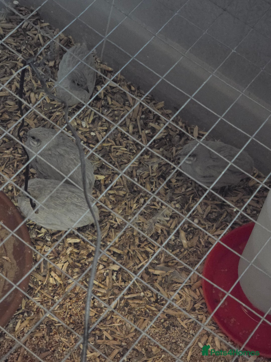 Quail poultry for sale: Chinese painted quail  - Image 1