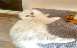 Scottish Fold cats for sale: Scottish Kittens – Fold & Straight – Ready Now - Image 33