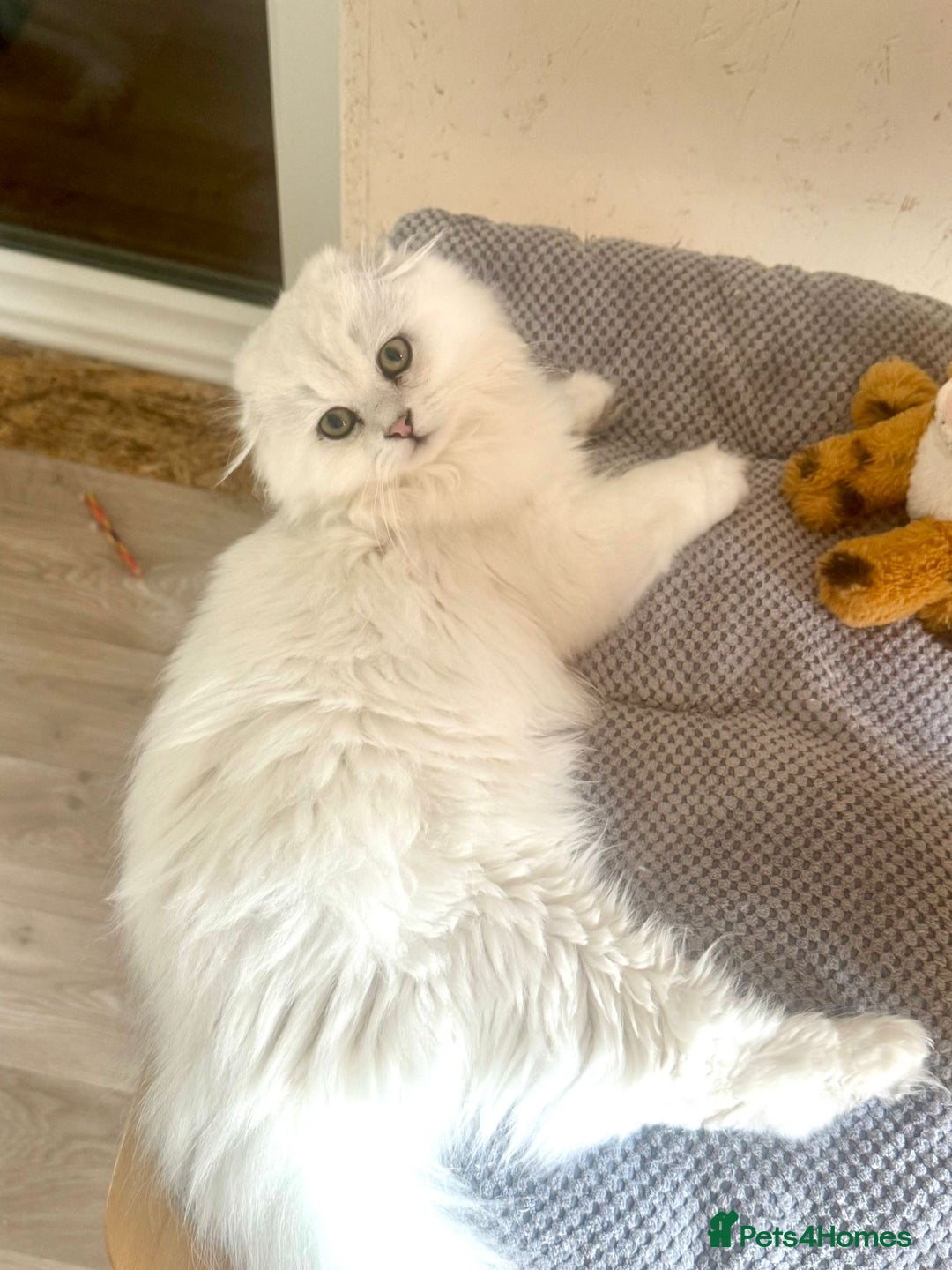 Scottish Fold cats for sale: Scottish Kittens – Fold & Straight – Ready Now - Image 33