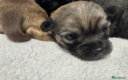 Chihuahua dogs for sale: Chihuahua puppies for sale - Image 8