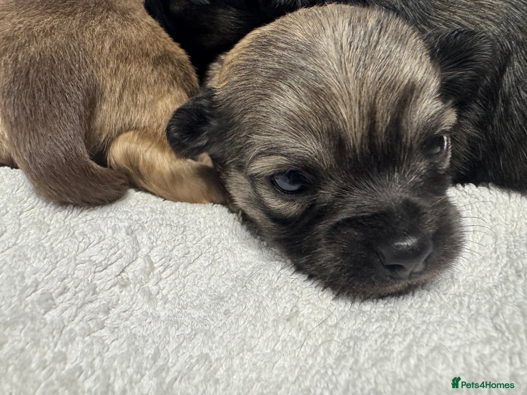 Chihuahua dogs for sale: Chihuahua puppies for sale - Image 8