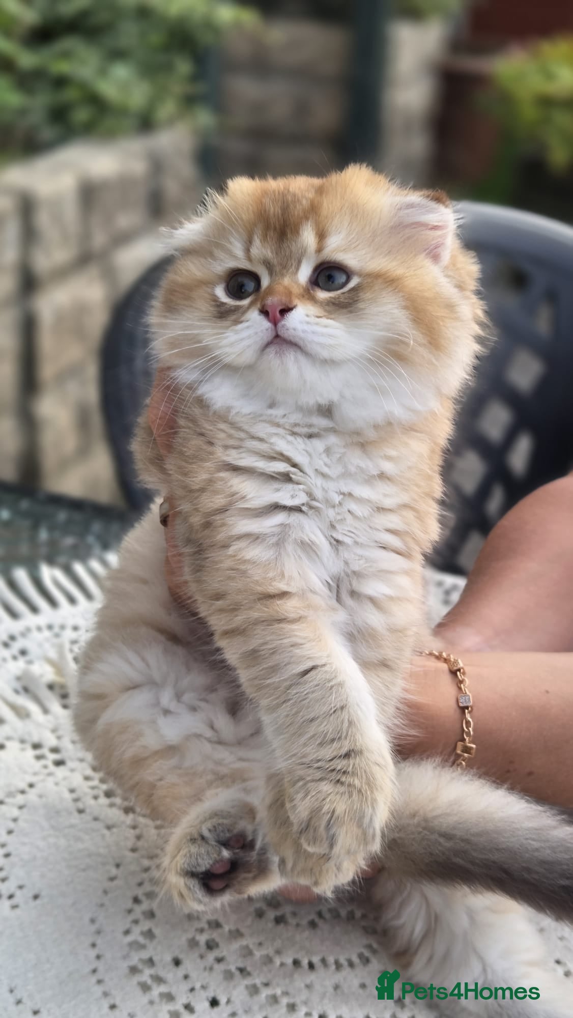 Scottish Fold cats Ready to leave Scottish Fold/Straight kittens ❤️  - Advert 2