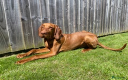 Hungarian Vizsla dogs for stud: Hungarian Vizsla Stud - Image 11