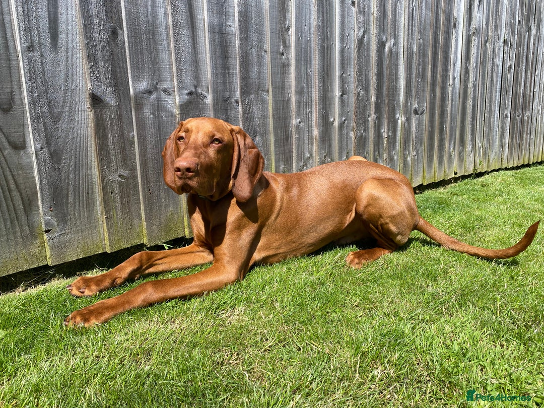 Hungarian Vizsla dogs for stud: Hungarian Vizsla Stud - Image 11