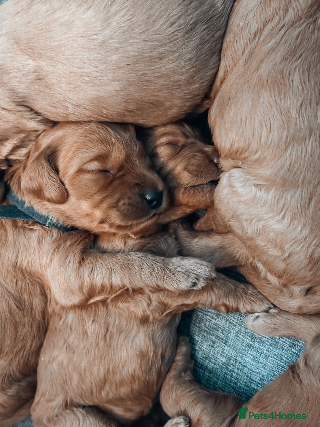 Labradoodle dogs for sale: F2B Labradoodle Puppies – Red & Apricot - Advert 9