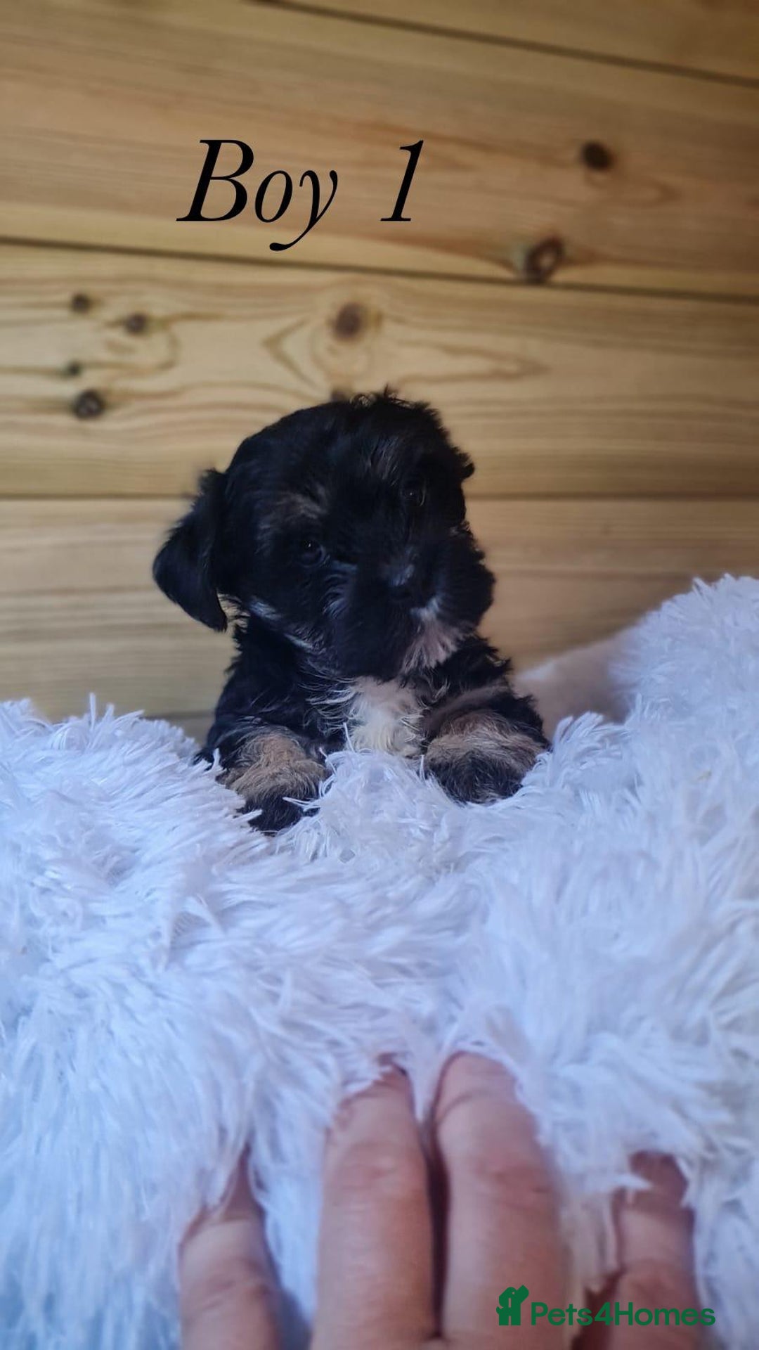 Shorkie dogs for sale: 9 stunning shorkie puppies - Image 6