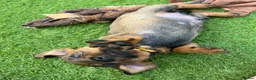 Miniature Dachshund dogs for sale: RKC Registered Miniature Wire - Haired Puppies  - Advert 7