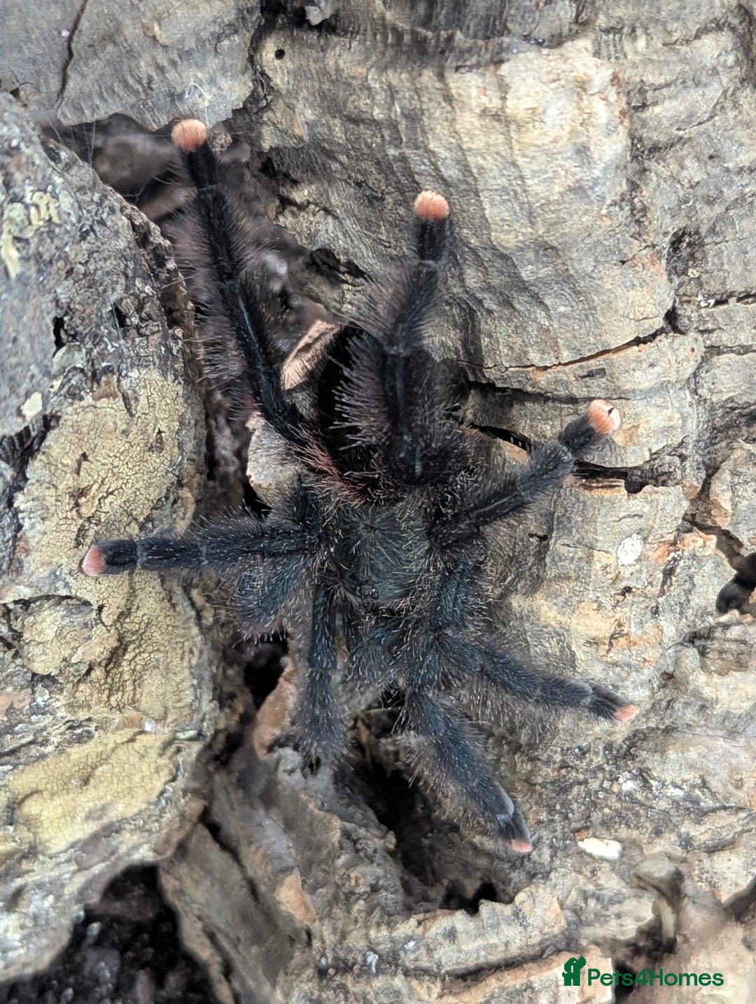 Bearded Dragon reptiles for sale: Variety of reptiles  - Advert 12