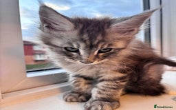 Maine Coon cats for sale: 5 Amazing Maine Coon kittens  - Image 13