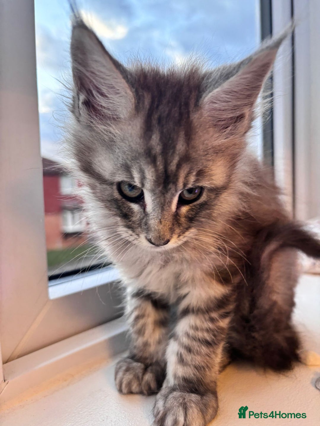Maine Coon cats for sale: 5 Amazing Maine Coon kittens  - Image 13