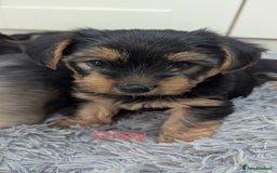 Yorkshire Terrier dogs for sale: Adorable Purebred Yorkshire Terrier Puppies - Image 4