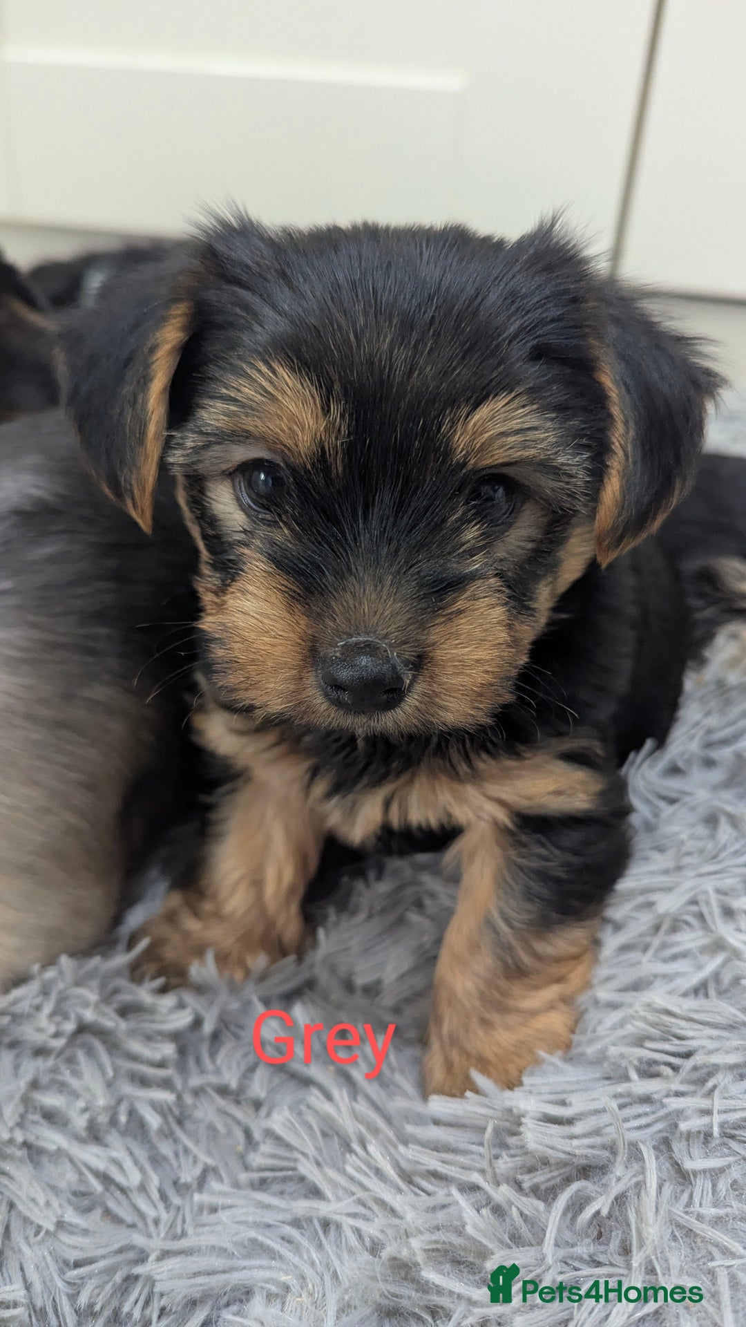 Yorkshire Terrier dogs for sale: Adorable Purebred Yorkshire Terrier Puppies - Image 4
