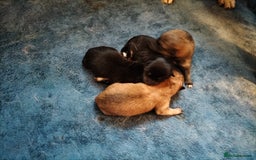 Japanese Shiba Inu dogs for sale: Well bred Japanese shiba inu puppies  - Image 9