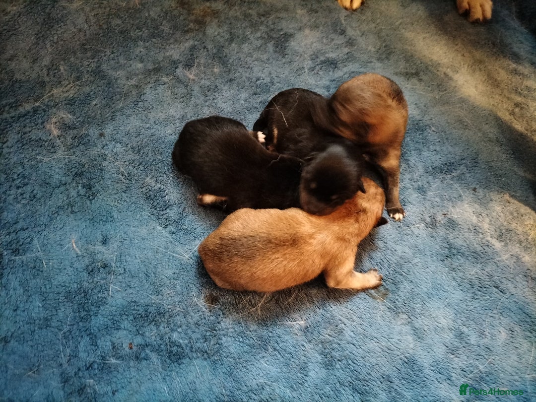 Japanese Shiba Inu dogs for sale: Well bred Japanese shiba inu puppies  - Image 9