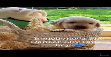 Golden Retriever dogs - Advert 16