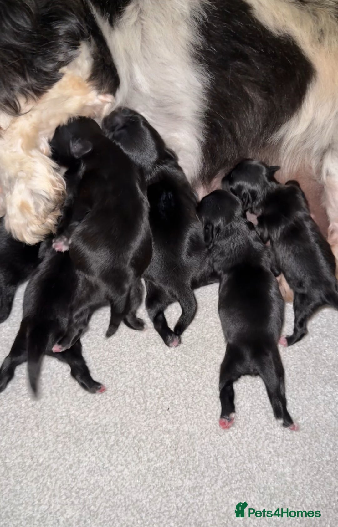 Shih Tzu dogs for sale: 🩷🩷 Stunning Black Shih Tzu Girls 🩷🩷 - Image 14
