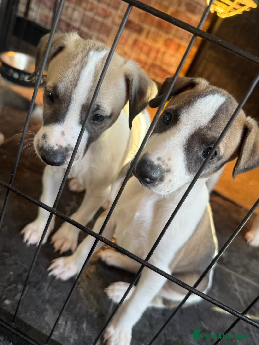 Whippet dogs for sale: KC Registered Whippet Pups in Rotherham - Advert 11
