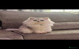 Persian cats for sale: Mother and baby kitten  - Image 11
