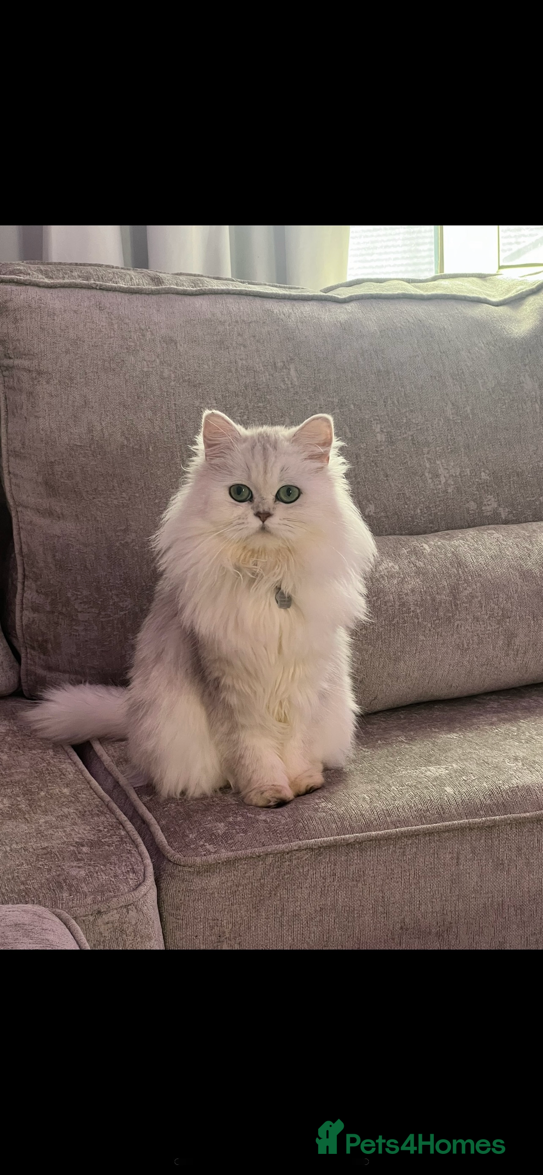 Persian cats for sale: Mother and baby kitten  - Image 11