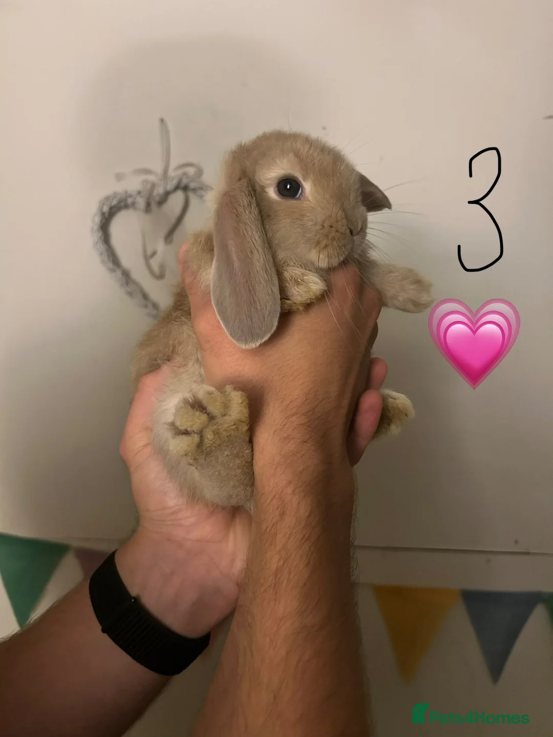 French Lop rabbits for sale: Pure Bred French Lops - ready to reserve.  - Advert 6