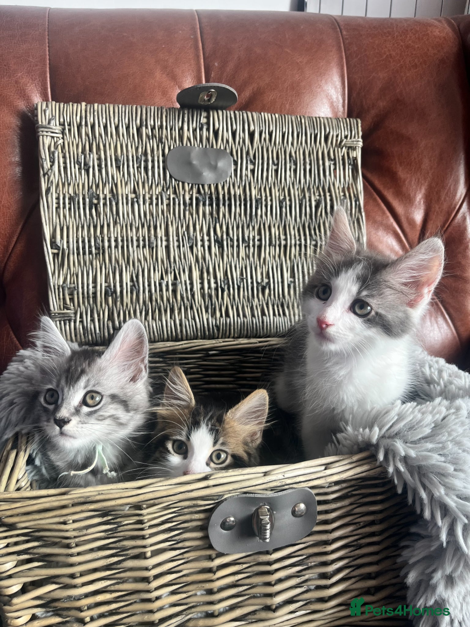 Mixed Breed cats Ragamuffin x Maine Coon Kittens For Sale - Advert 6