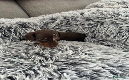 Miniature Dachshund dogs for sale: Miniature Dachshund puppies - Image 3